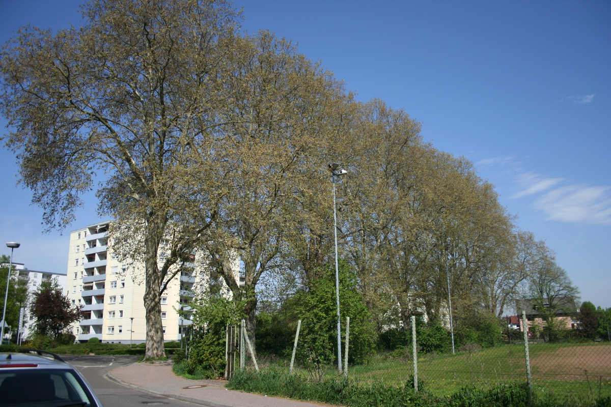 Die stadtbildprägenden Platanen werden wohl ihren letzten Frühling erleben